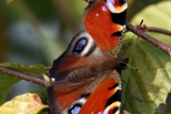 Schmetterling