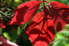 Herbstlauf