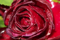 Rote Rose