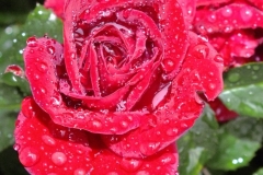 Rote Rose