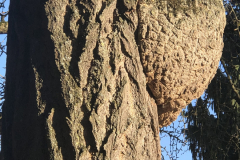 Baum im Park